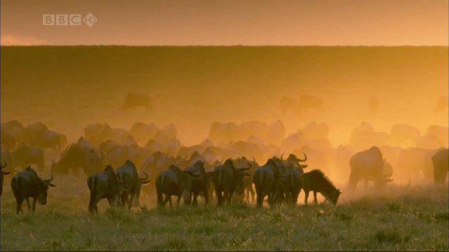 Watch Trek: Spy on the Wildebeest Online