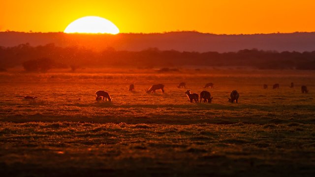 Gorongosa Park: Rebirth of Paradise - Where To Watch TV Show