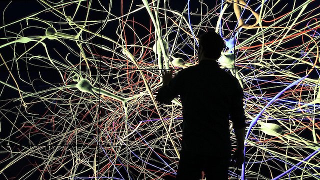Watch The Brain with David Eagleman Online