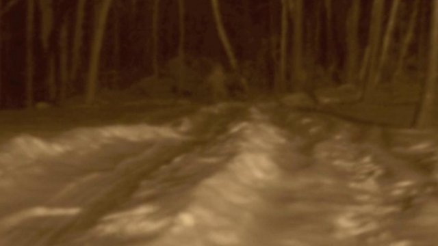 Watch Bigfoot Captured Online