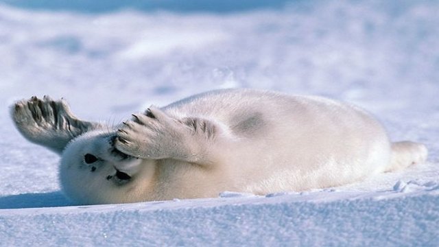 Watch The Making of Frozen Planet Online