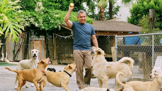Watch Dog Whisperer with Cesar Millan: Family Edition Online