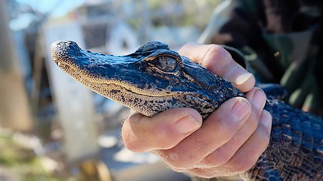 Watch Animal Cops: Miami Online