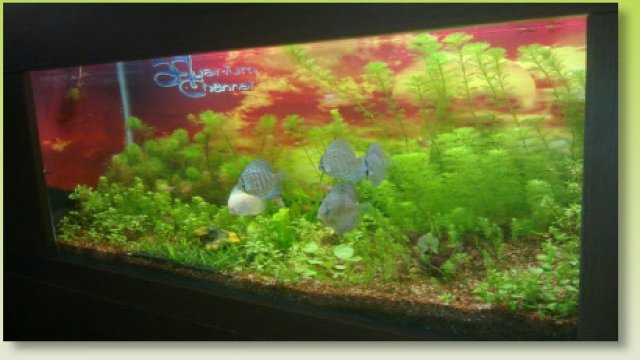 Watch Simple Organisms in Action Online