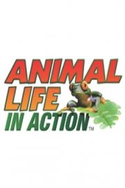 Animal Life in Action poster