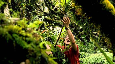 Lost in the Jungle
