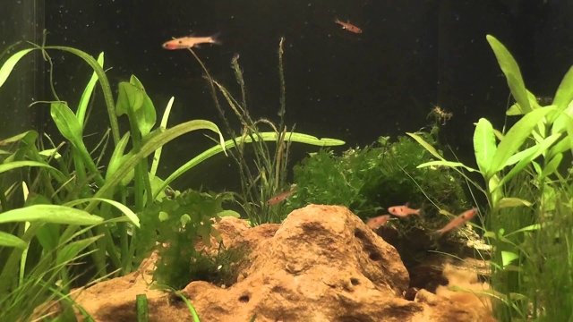Watch The Triops Diaries Online