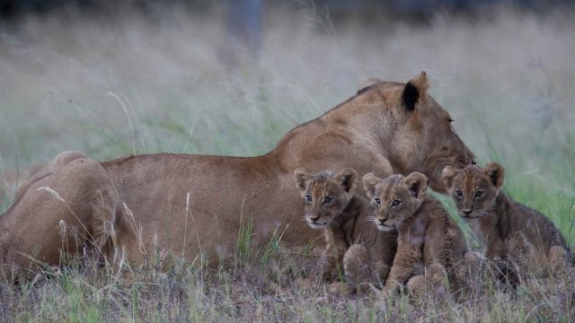 Watch World Lion Day Online