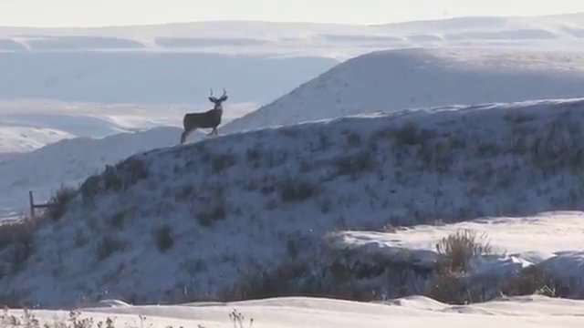 Watch Live 2 Hunt with Cody Robbins Online