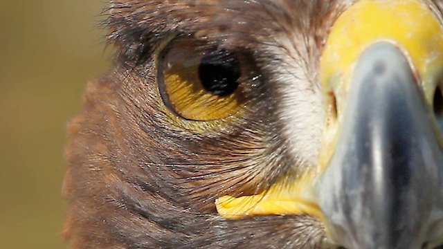 Watch Tales of Nature Online