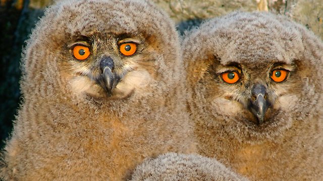 Watch Wild North Online