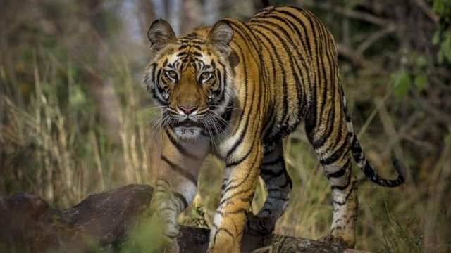 Watch India - Nature's Wonderland Online