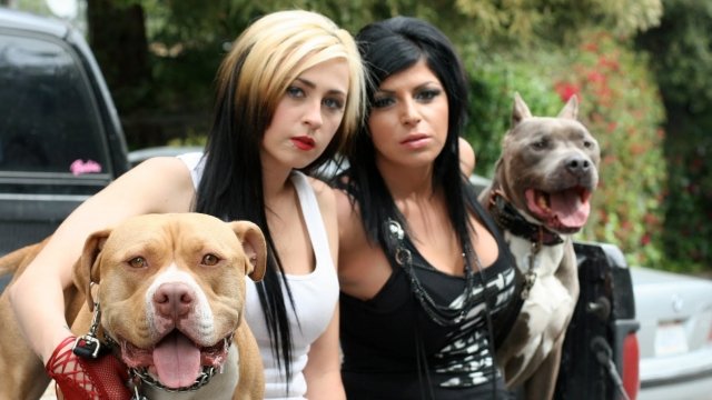 Watch Pit Bulls & Parolees: Pack of Pits Online