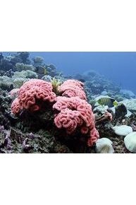Reef Expeditions
