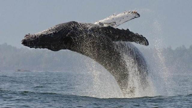 Watch The Best of Big Blue Live Online