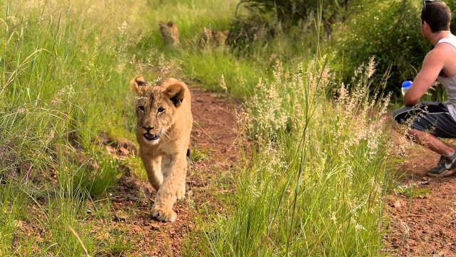 Watch Big Cat Week 2015 Online