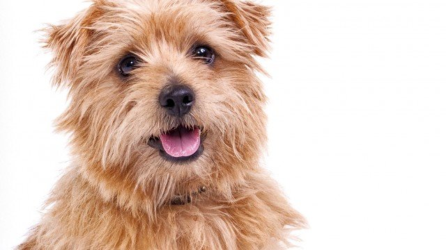 Watch Beverly Hills Dog Show Online