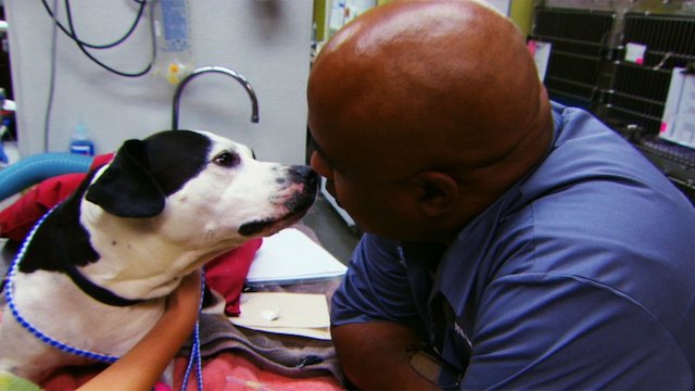 Watch Love & Vets Online