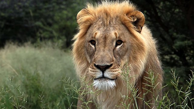 Watch The End Of The Big Cats Online