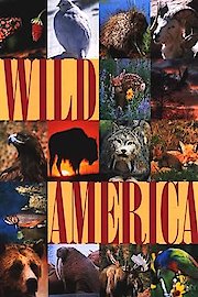 Wild America poster