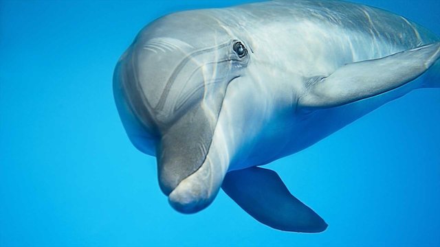 Watch Conversations With Dolphins Online