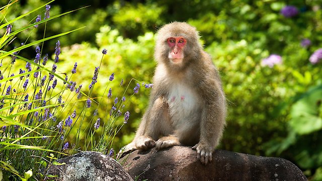 Watch Japan: Earth's Enchanted Islands Online
