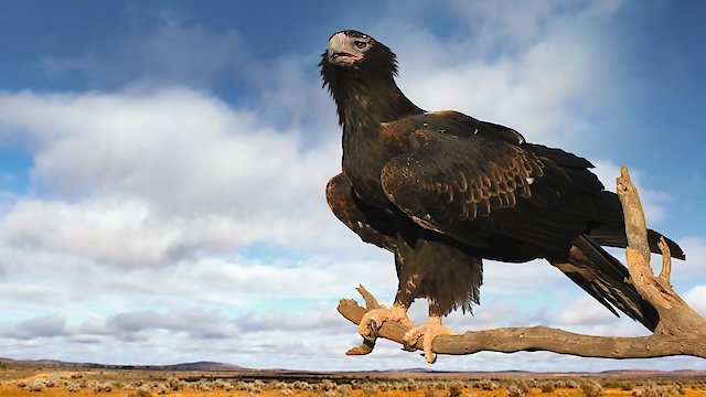 Watch Australia's Deadly Monsters Online