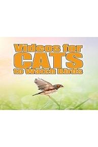 Videos for Cats to Watch Birds