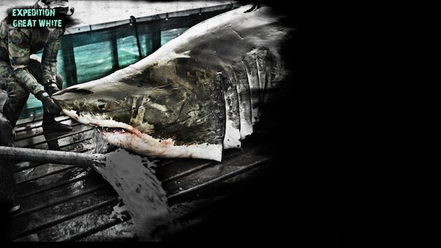 Watch Expedition Great White Online