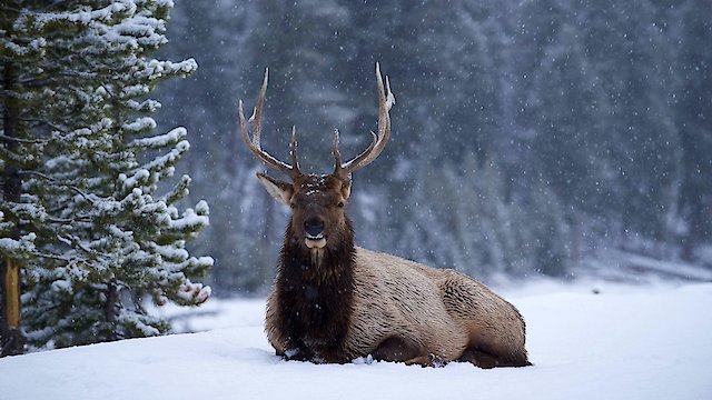 Watch Great Yellowstone Thaw Online