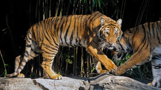 Watch The Zoo: Back to the Bronx Online