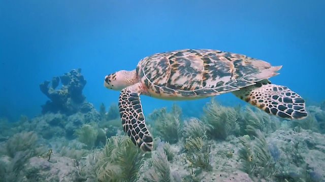 Watch The Living Beach Online