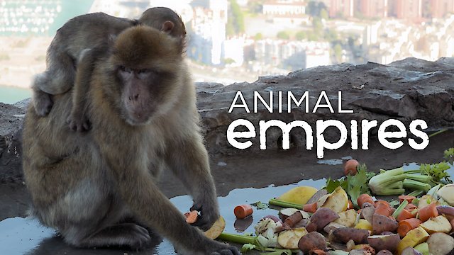 Watch Animal Empires Online