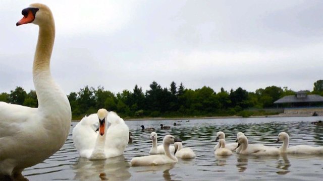 Watch City Wildlife Rescue Online