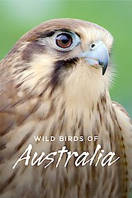 Wild Birds of Australia