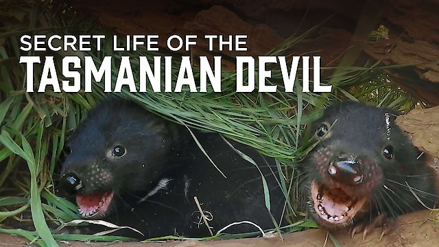 Watch Secret Life of the Tasmanian Devil Online