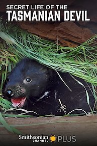 Secret Life of the Tasmanian Devil