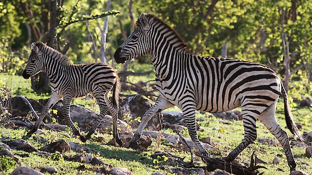 Watch Nature's Great Race Online