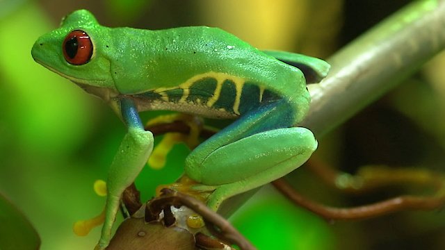 Watch Mysteries of Evolution Online