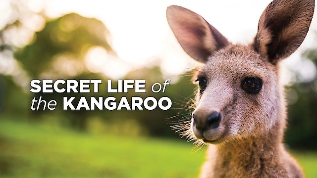 Watch Secret Life of the Kangaroo Online