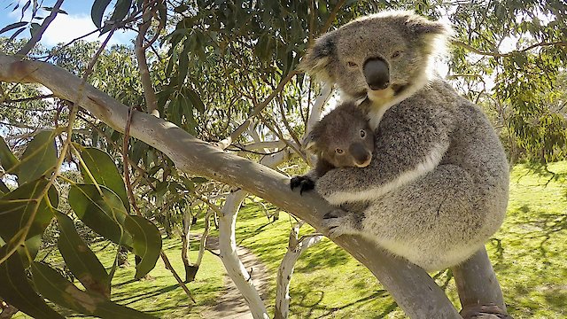 Watch Secret Life of the Koala Online