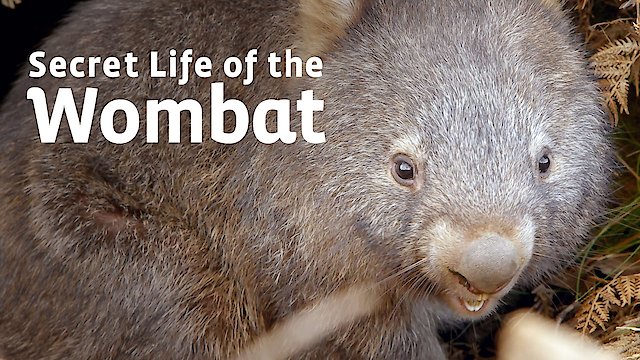 Watch Secret Life of the Wombat Online