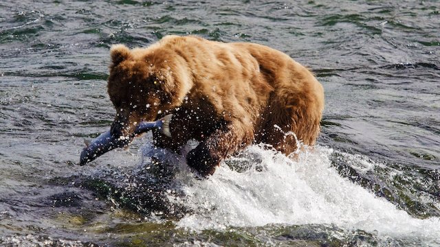 Watch Wild Alaska Live Online