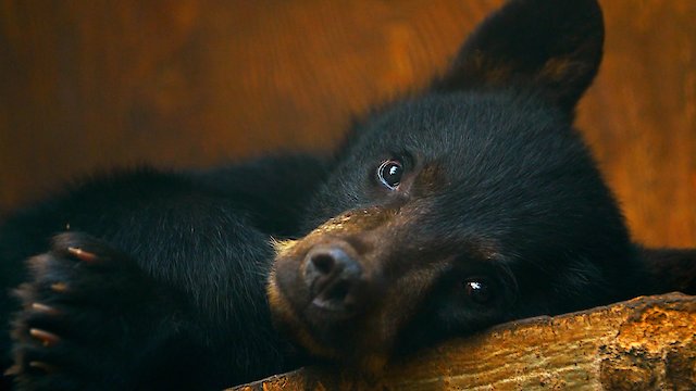 Watch Wild Bear Rescue Online