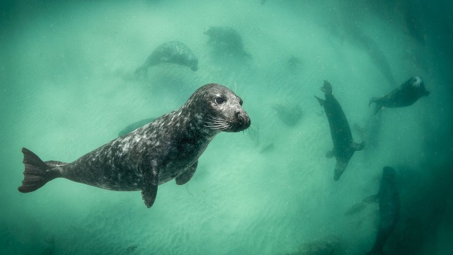 Watch Ireland's Wild Coast Online