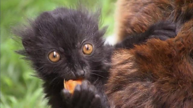 Watch Zoo Juniors Online