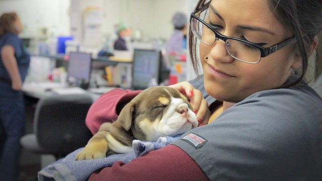 Watch Animal ER: Code Red Online