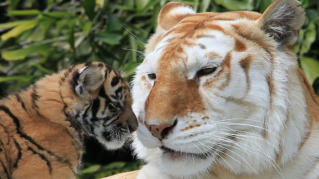 Watch The Miracle Tiger Online