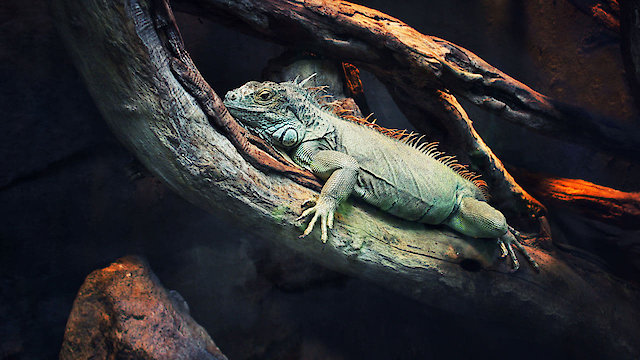 Watch 72 Dangerous Animals: Latin America Online