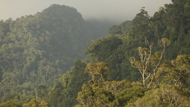 Watch Life in the Canopy Online